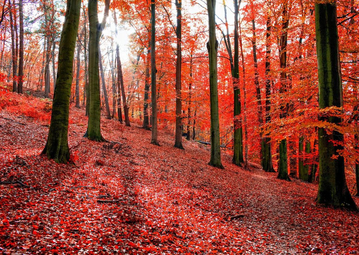 Hêtres aux feuilles rouges et orangées, en automne, dans la forêt de Soignes